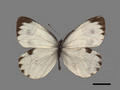 Pieris canidia (specimen)