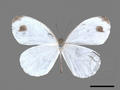 Leptosia nina subsp. niobe (specimen)