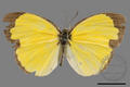 Eurema alitha esakii (specimen)