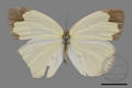 Eurema blanda arsakia (specimen)