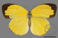 Eurema hecabe hobsoni (specimen)