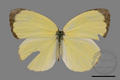 Eurema blanda arsakia (specimen)