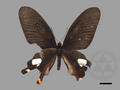 Byasa polyeuctes subsp. termessus (specimen)