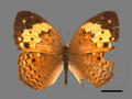 Cupha erymanthis subsp. erymanthis (specimen)