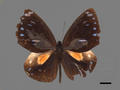 Euploea leucoseunice subsp. hobsoni (specimen)