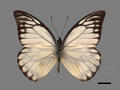Prioneris thestylis subsp. formosana (specimen)