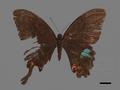 Papilio paris subsp. hermosanus (specimen)