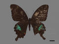 Papilio paris subsp. hermosanus (specimen)