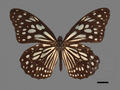 Tirumata limniace subsp. limniace (specimen)