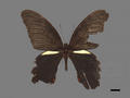 Papilio protenor subsp. amaura (specimen)