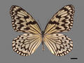 Idea leuconoe subsp. clara (specimen)