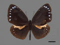 Euploea tulliolus subsp. koxinga (specimen)