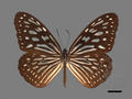 Radena similis (specimen)
