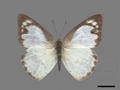 Aporia albina subsp. semperi (specimen)