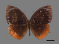 Elymnias hypermnestra subsp. hainana (specimen)