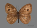 Mycalesis gotama subsp. nanda (specimen)