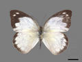 Aporia indra subsp. aristoxemus (specimen)