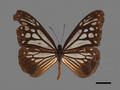 Parantica melaneus subsp. swinhoei (specimen)