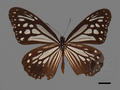 Parantica melaneus subsp. swinhoei (specimen)