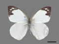 Aporia indra subsp. aristoxemus (specimen)