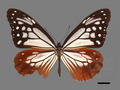 Parantica sita subsp. niphonica (specimen)