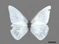 Aporia albina subsp. semperi (specimen)