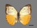 Catopsilia scylla (specimen)