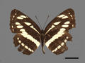 Neptis hylas subsp. luculenta (specimen)