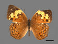 Cupha erymanthis subsp. erymanthis (specimen)