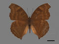 Precis iphita subsp. iphita (specimen)