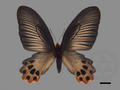 Atrophaneura horishana (specimen)