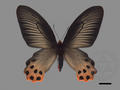 Atrophaneura horishana (specimen)