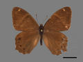Lethe insana subsp. formosana (specimen)