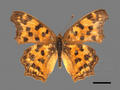 Polygonia c-aureum subsp. lunulata (specimen)