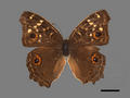 Precis lemonias subsp. lemonias (specimen)