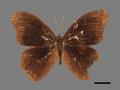 Lethe chandica subsp. ratnacri (specimen)