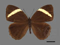 Lethe verma subsp. cintamani (specimen)