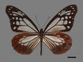 Parantica sita subsp. niphonica (specimen)