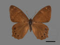 Lethe insana subsp. formosana (specimen)
