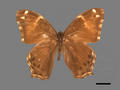 Lethe europa subsp. pavida (specimen)