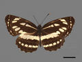 Neptis hylas subsp. luculenta (specimen)