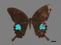 Papilio paris subsp. nakaharai (specimen)