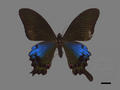 Papilio hoppo (specimen)