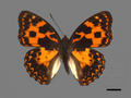 Sephisa daimio (specimen)