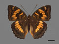 Euthalia kosempona (specimen)