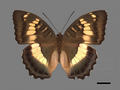 Euthalia formosana (specimen)