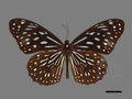 Tirumata hamata subsp. septentrion (specimen)