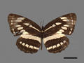Idea leuconoe subsp. clara (specimen)