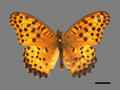 Papilio memnon subsp. heronus (specimen)