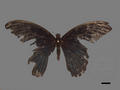 Papilio paris subsp. nakaharai (specimen)